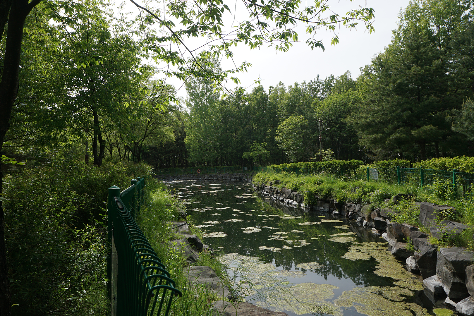 A Pond with green algae flanked by lush green plants and trees